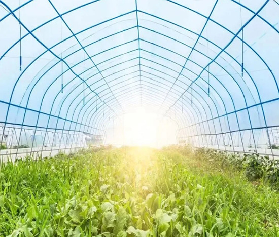 Agricultural Greenhouses