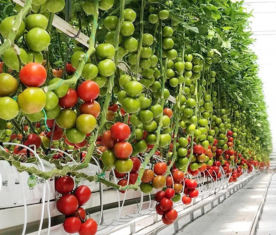 Hydroponic Growing Systems Greenhouse