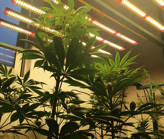 LED Grow Light