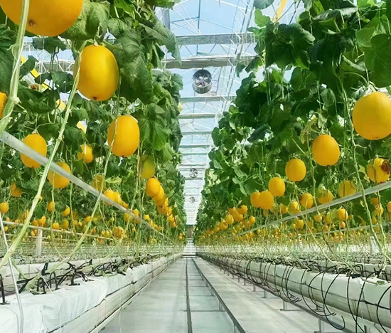 Multi-Span Smart Greenhouse for Vegetables and Fruits