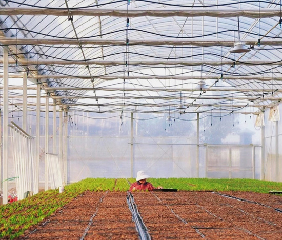 Multi-Span Smart Greenhouse for Vegetables and Fruits