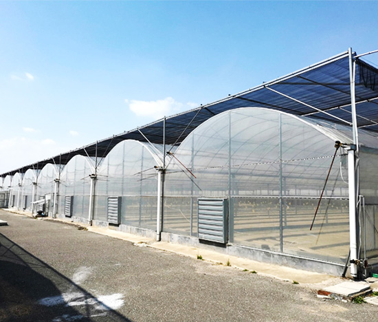 Multi-Span Greenhouse Manufacturers