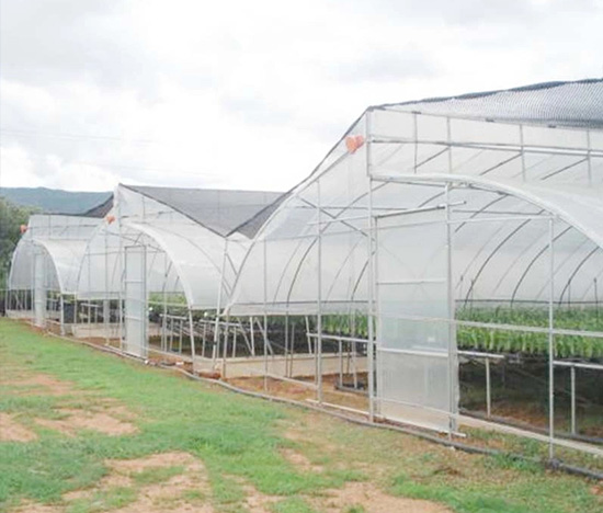 Serrated Multi-Span Greenhouse