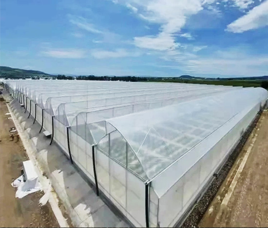 Serrated Multi-Span Greenhouse