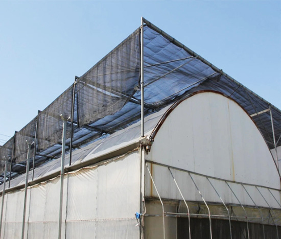 Single Span PO Film Greenhouse