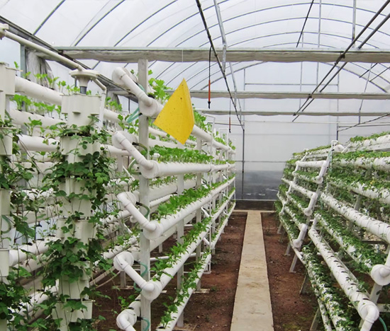 Tunnel Film Greenhouse