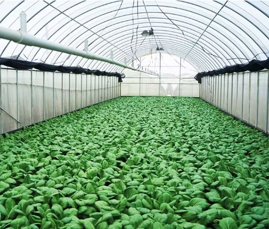 Tunnel Film Greenhouse