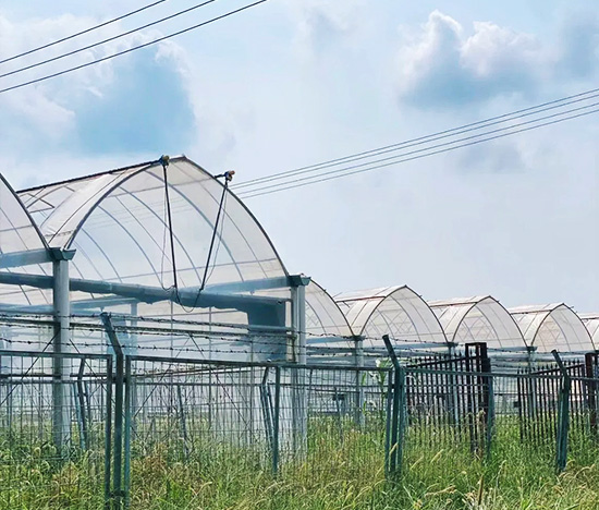 Tunnel Greenhouse for Vegetable