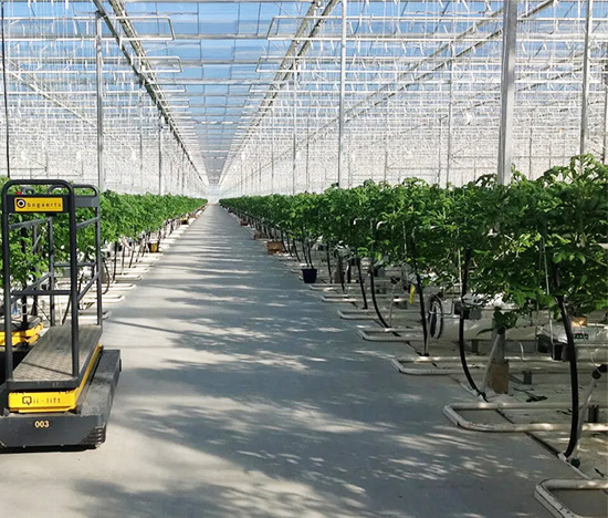 Tunnel Greenhouse for Vegetable