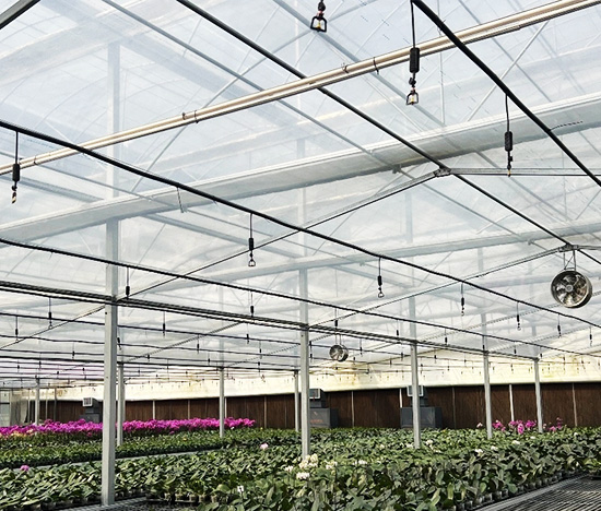 Venlo Style Greenhouse