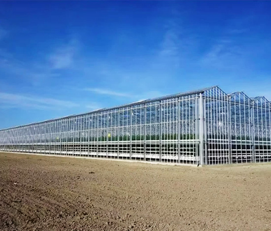 Venlo Style Greenhouse