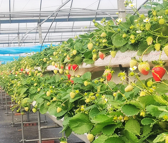 Hydroponic System